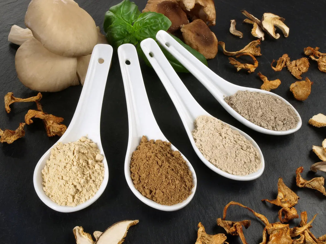 Assortment of nootropic mushrooms, such as Cordyceps and Lion's Mane, arranged in individual spoons.